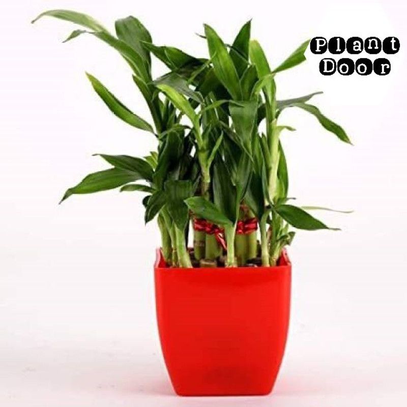 Plant Door Two Layer Bamboo Plant  (Hybrid, Pack of 1)