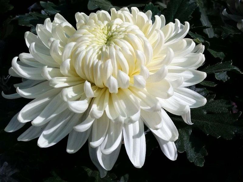 XOLDA Exotic chrysanthemum white Seed  (34 per packet)