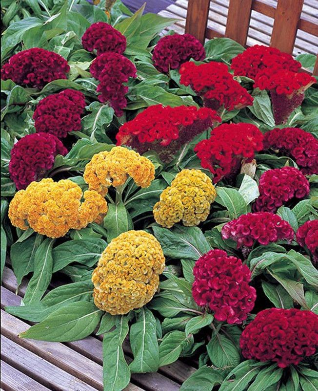 XOLDA Hybrid celosia Seed  (58 per packet)