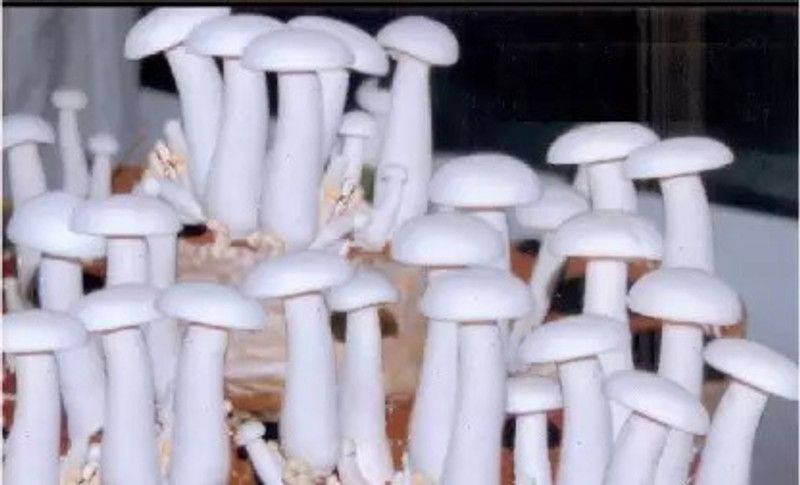 Chalisa Mushroom Seed  (175 per packet)