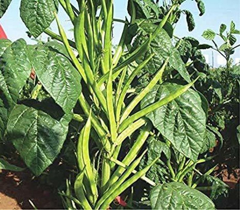 KANAYA Gwar Fali (Cluster Beans) Seed  (34 per packet)