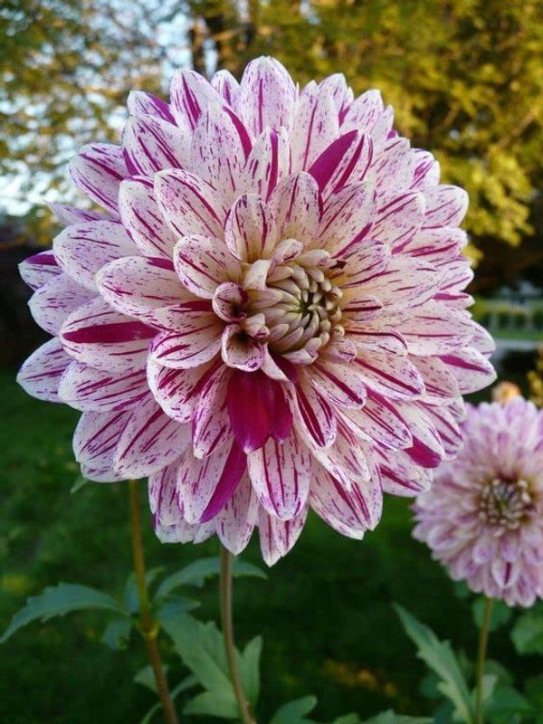 KANAYA Dahlia Multicolor Flowers Seed  (24 per packet)