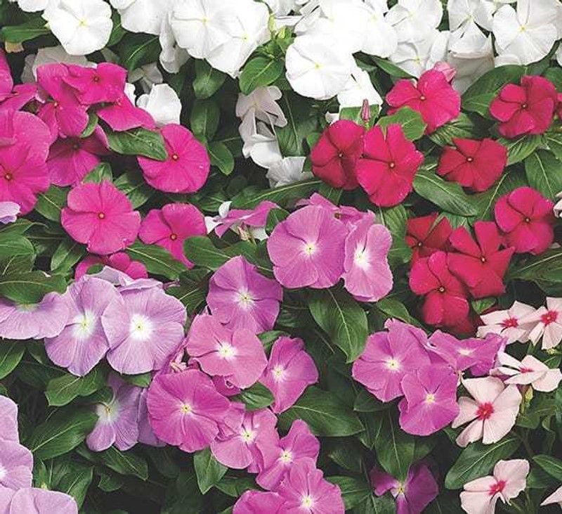 XOLDA Vinca Dwarf Mix Seed  (64 per packet)