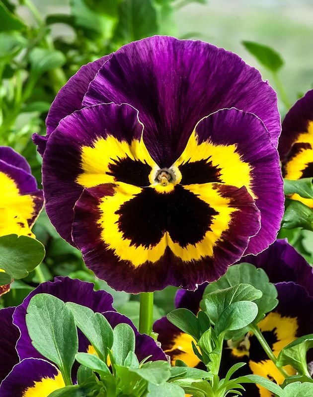 KANAYA Pansy Seed  (23 per packet)