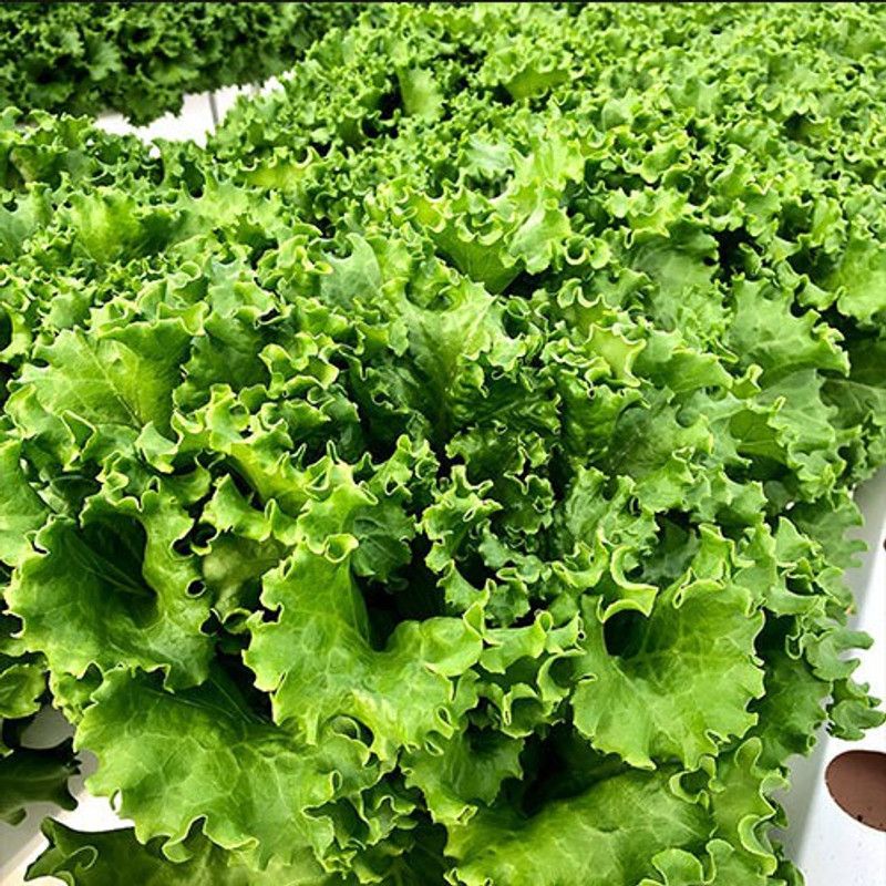 XOLDA Lettuce Hybrid Seed  (40 per packet)