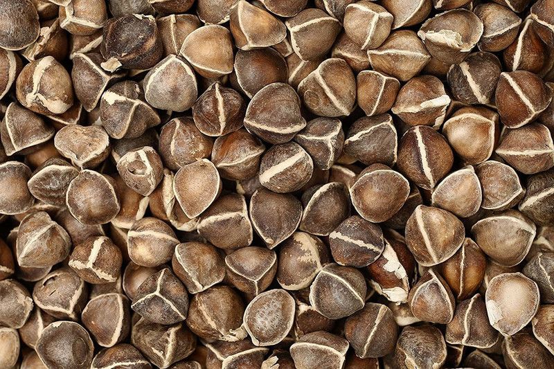 WILLVINE TLX-11 PKM1 Moringa Oleifera Malunggay Seed  (200 per packet)
