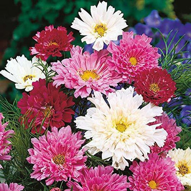 CYBEXIS Gardens Rare cosmos flower" Double Click Mixed" Ornamental flower Seeds Seed  (50 per packet)