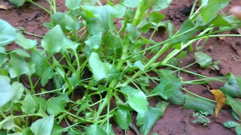 Mozette Chukka Vegetable Seed  (48 per packet)
