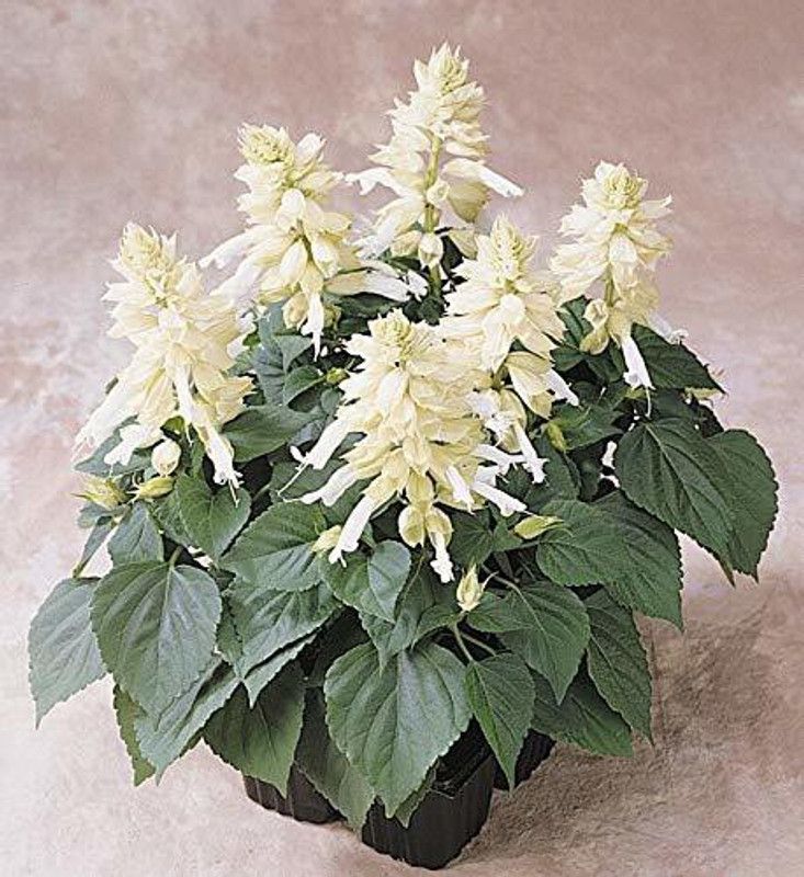 CYBEXIS Salvia Beautiful Fresh Flower Seeds for Home Gardening Planting (Salvia White) Seed  (50 per packet)