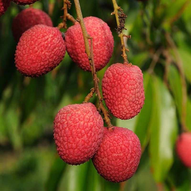 GreenLife Litchi Plant  (Hybrid, Pack of 1)