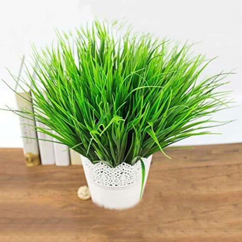 VibeX ™ VXI-613-Wheatgrass Microgreen Seeds - Wheatgrass Seed  (25 per packet)