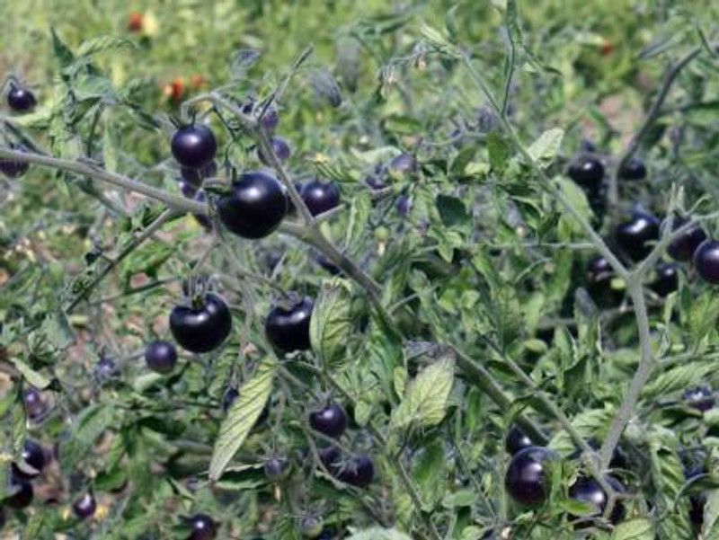 WILLVINE VVI-1126 Purple Tomato Seeds Seed  (200 per packet)