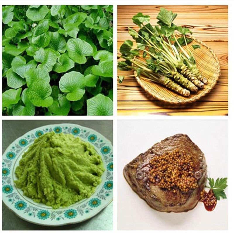 CYBEXIS Japanese Horseradish Vegetable Herb Spice DIY Home Plant Seeds -300 Seeds Seed  (300 per packet)