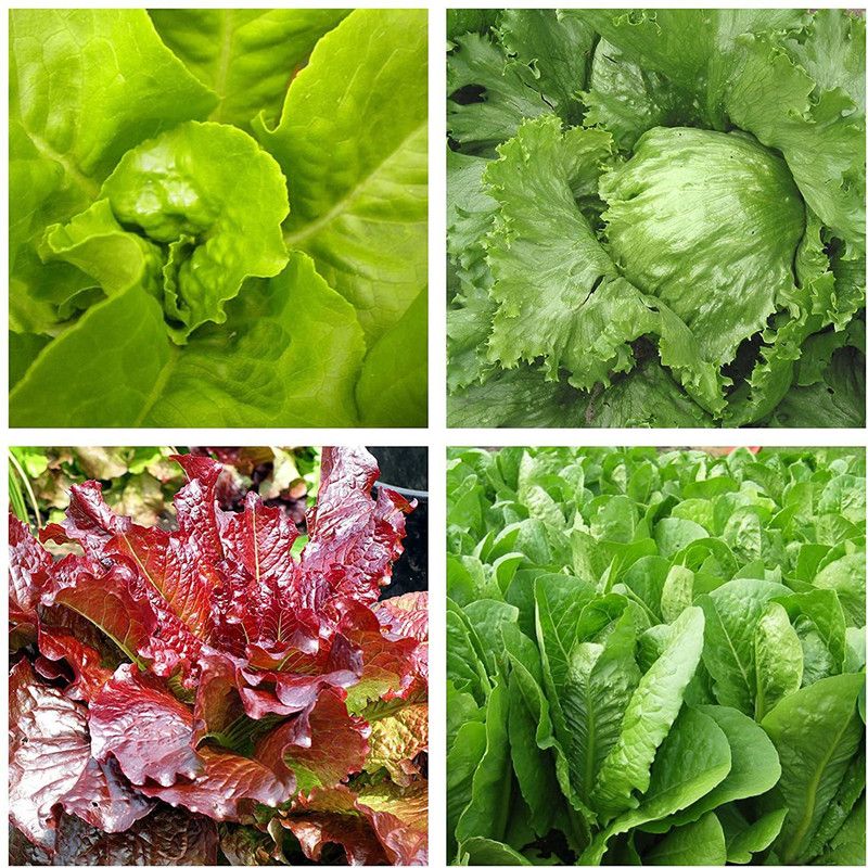 VibeX ® VXI-457 Lettuce Seeds Combo - Romanie Lettuce, Iceberg Lettuce, Buttercrunch Lettuce, Cimmaron Lettuce Seed  (35 per packet)