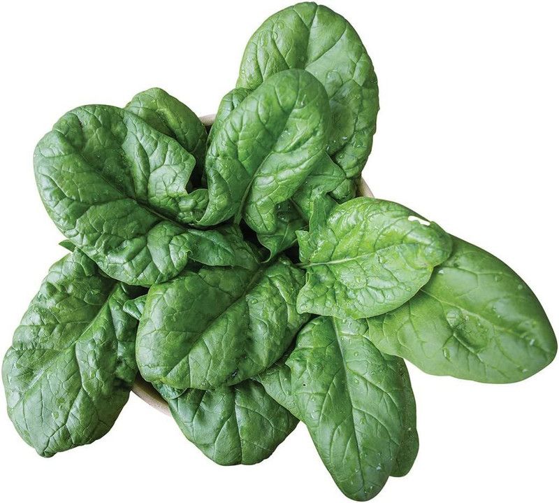 VibeX ® RXI-78 Persius Spinach Seeds Seed  (500 per packet)