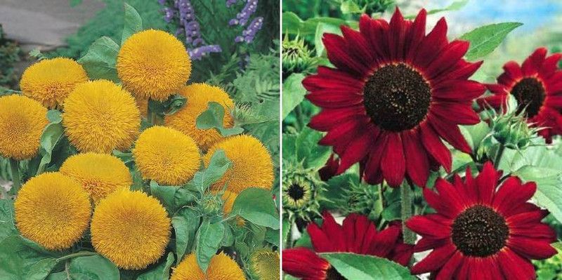 xcentax SUN DWARF SUNGOLD & sunflower red Seed  (20 per packet)