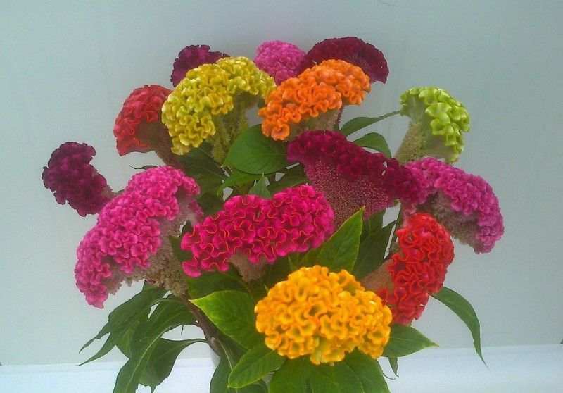 CYBEXIS Celosia Cockscomb Dwarf Hybrid Mixed Flower Seeds Seed  (1 g)
