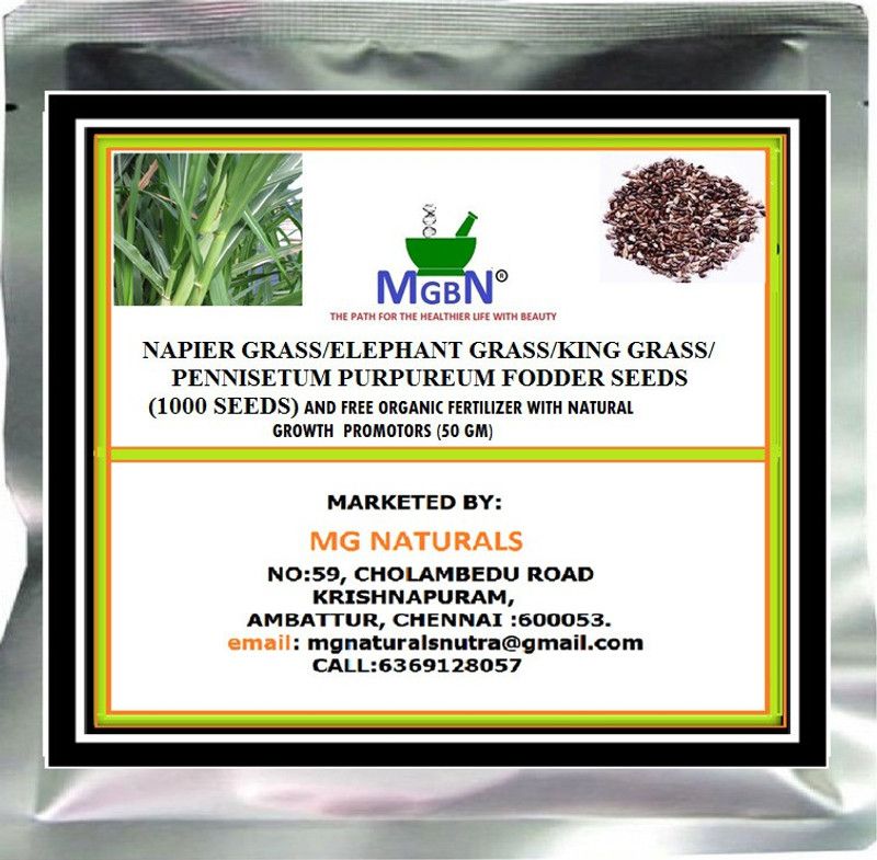 MGBN NAPIER GRASS/ELEPHANT GRASS/KING GRASS/PENNISETUM PURPUREUM FODDER SEEDS (1000 SEEDS) AND FREE ORGANIC FERTILIZER WITH NATURAL GROWTH PROMOTORS (50 GM) Seed  (1000 per packet)