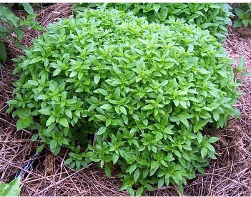 VibeX ® LXI-69 Basil Spicy Globe Bush Seed  (1000 per packet)