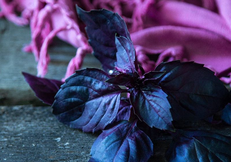 VibeX ® XXL-94 Dark Opal Basil(Ocimum basilicum) Seed  (1000 per packet)