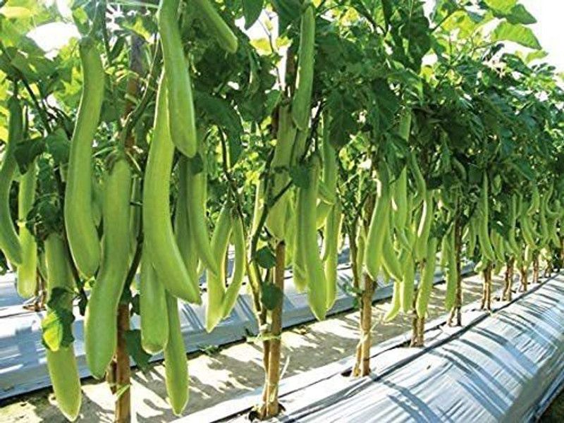 KANAYA Long Green Variety Big Brinjal F1 Hybrid Seed  (250 per packet)