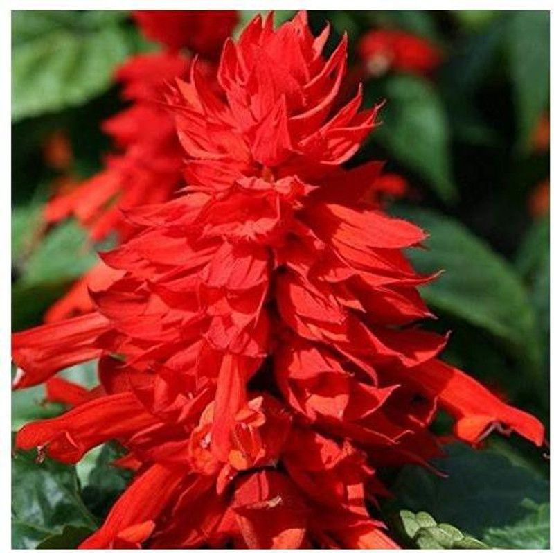 Paudha SALVIA BONFIRE Seed  (25 per packet)