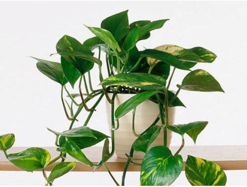 kpenter Money Plant  (Pack of 1)