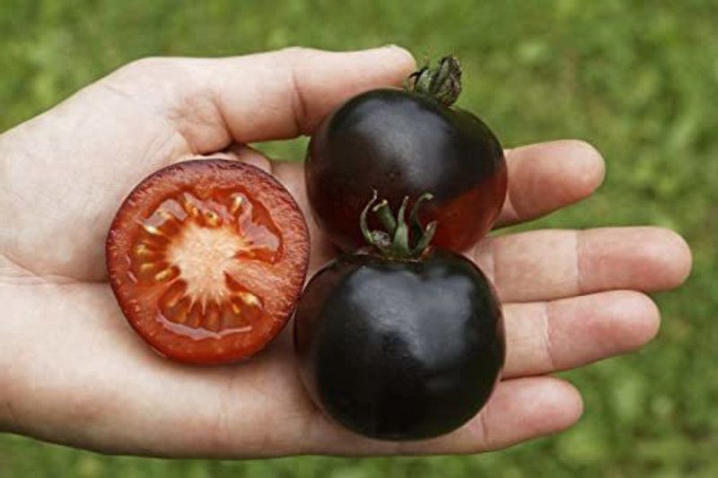 KANAYA Black Tamatar Seed  (800 per packet)