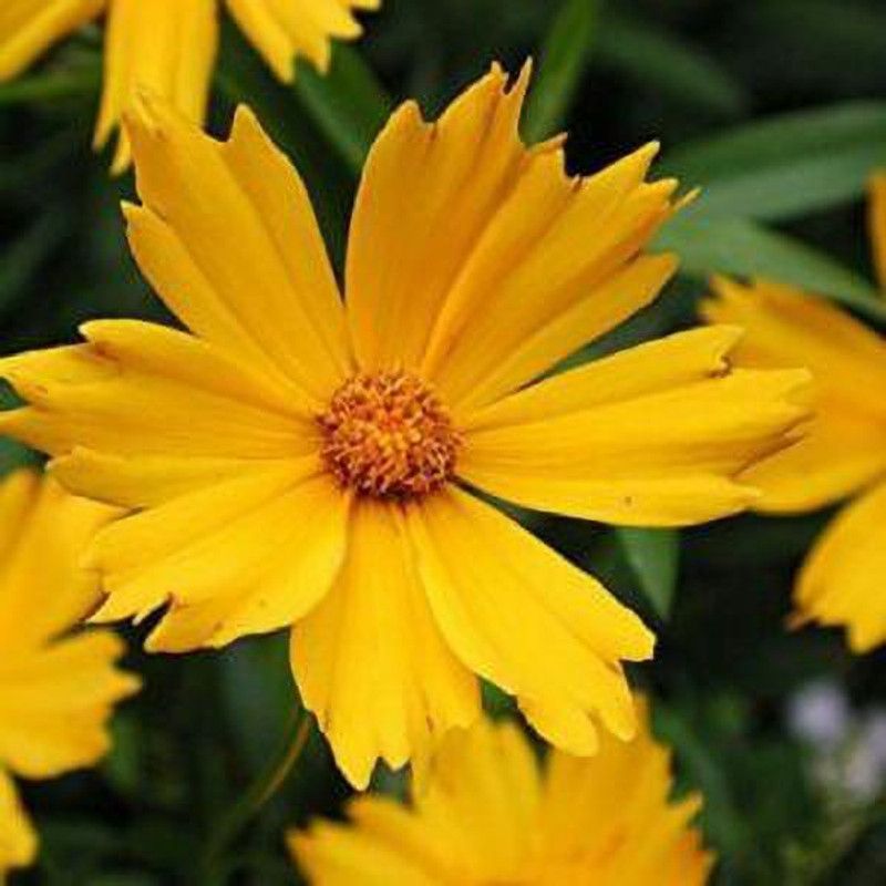 Mozette Exotic coreopsis Seed  (37 per packet)