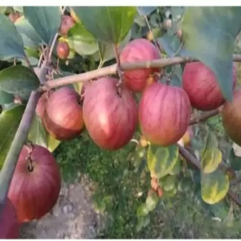 Augadh Ber Apple Plant  (Hybrid, Pack of 1)