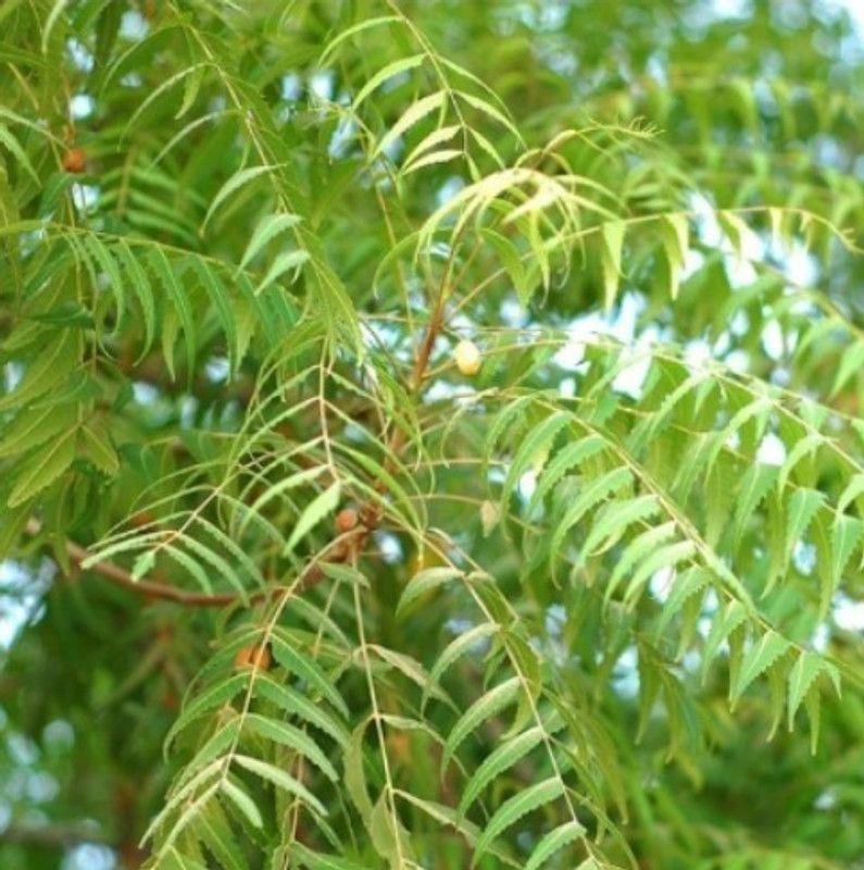 Fair Nursery Plant Neem Plant  (Hybrid, Pack of 1)
