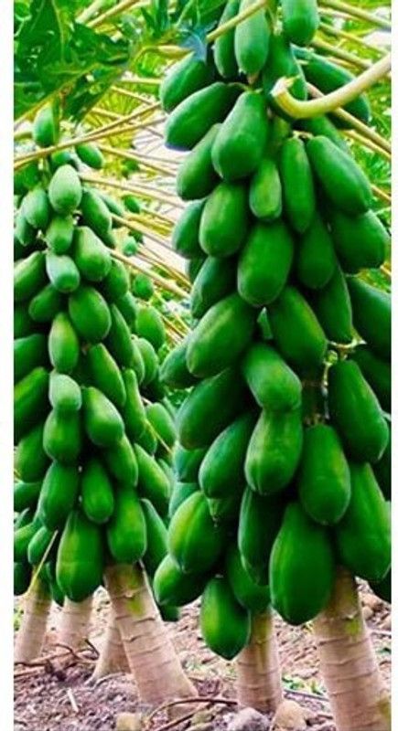 Mozette Hybrid Papaya Seed  (60 per packet)