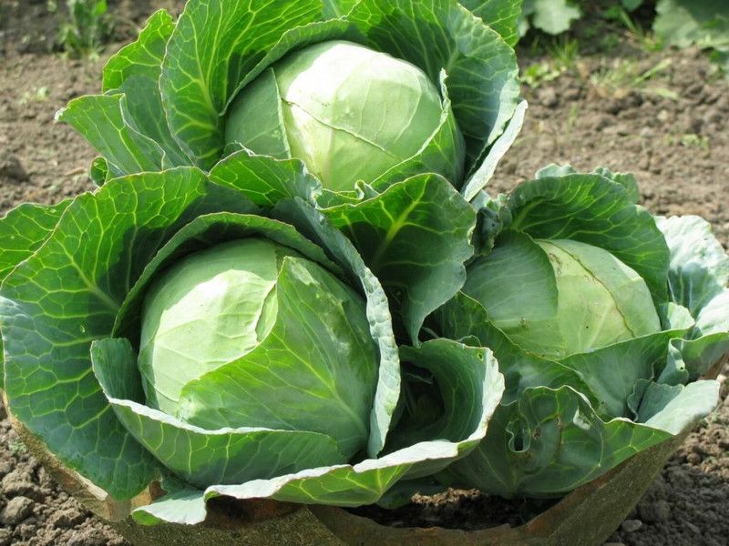 XOLDA Organic Cabbage Seed  (38 per packet)