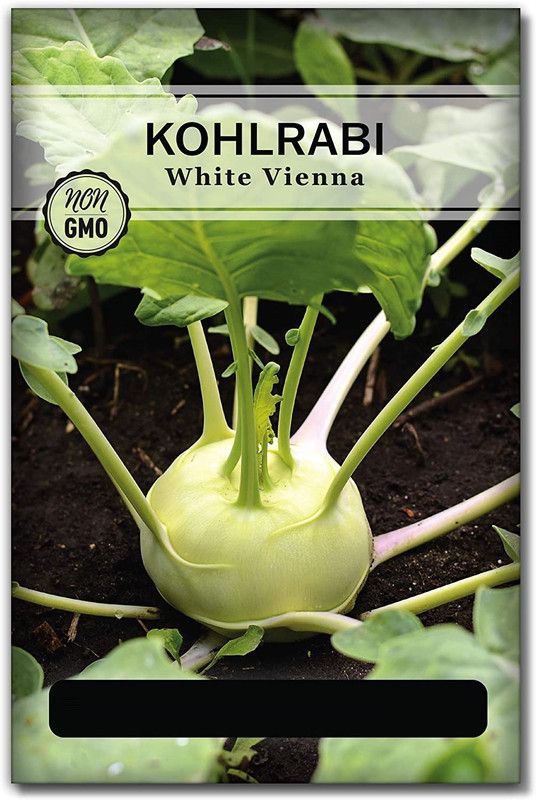 WILLVINE White Vienna Kohlrabi Seeds Seed  (200 per packet)