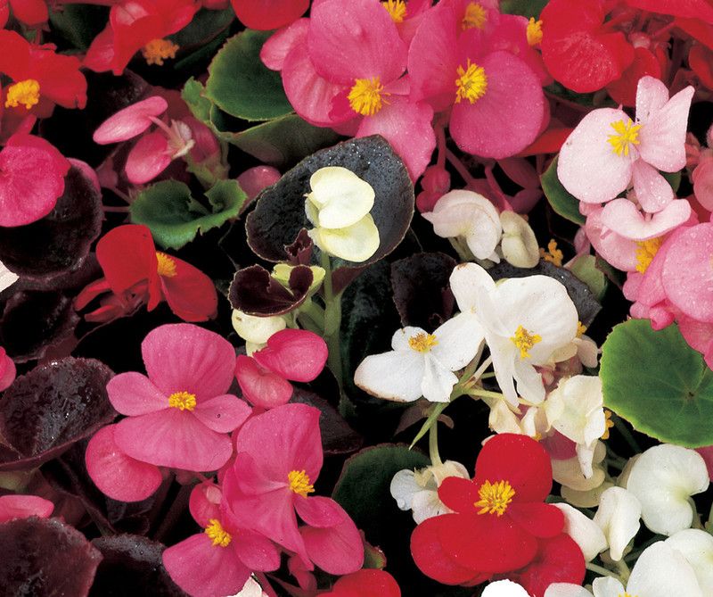 XOLDA Begonia Mix flower Seed  (38 per packet)