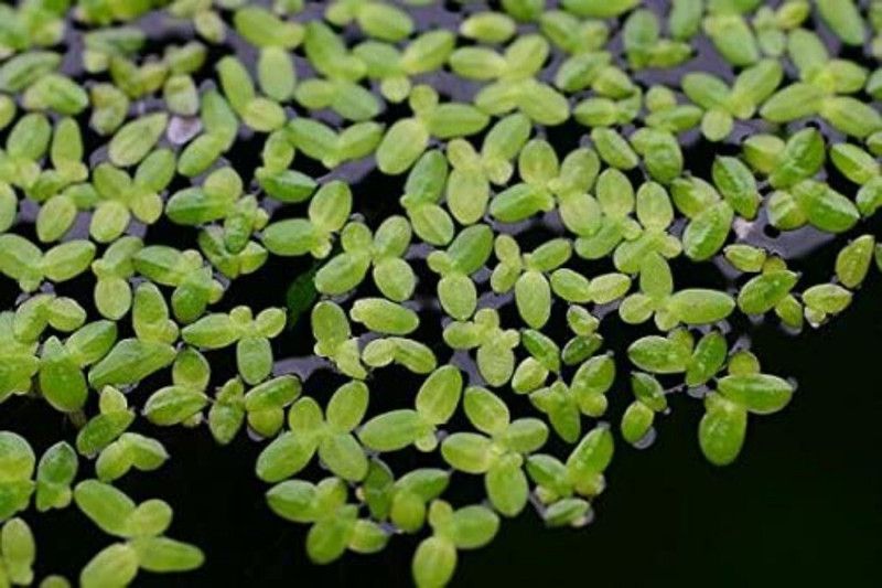 Newworld lemna minor Seed  (120 per packet)