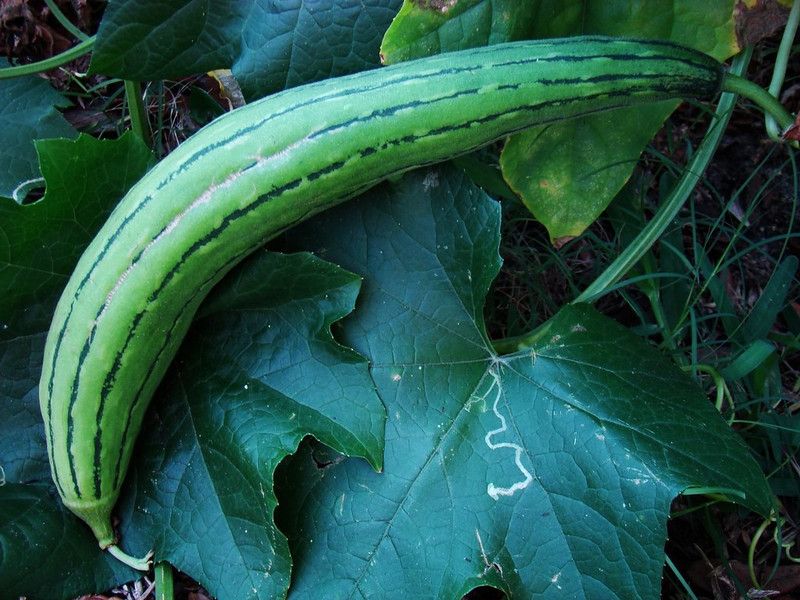 UGRA Indo Sponge Gourd(Dhundol) Seed  (1000 per packet)
