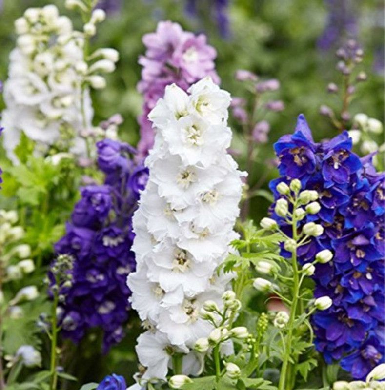 XOLDA Hybrid Larkspur Seed  (74 per packet)