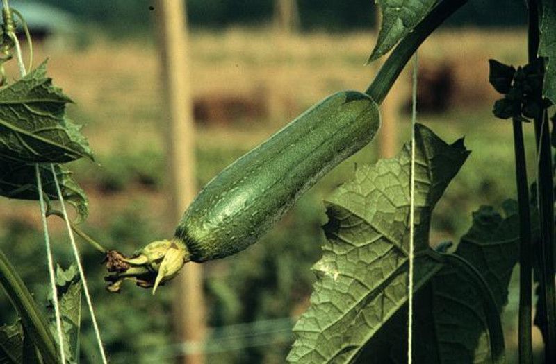 UGRA Organic Luffa Sponge Gourd Seeds Seed  (60 per packet)