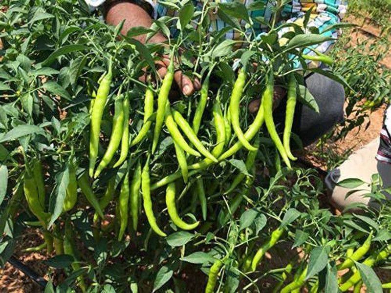 KANAYA Chilli Mirchi Seed  (250 per packet)