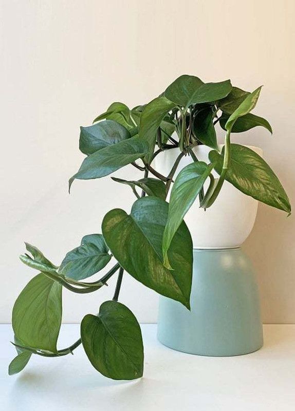 RhinoBells Money Plant  (Hybrid, Pack of 1)