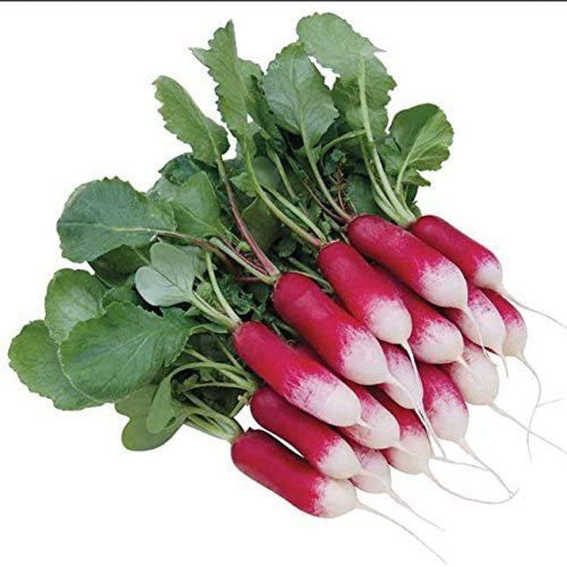 CYBEXIS PUAS-9 - Patricia Radish Crisp and Mild - (250 Seeds) Seed  (250 per packet)