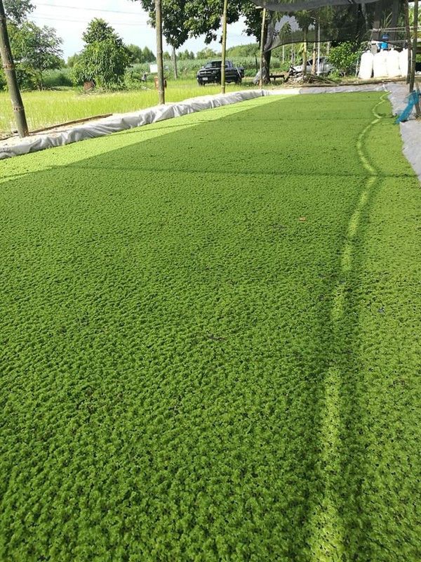 Liker Azolla Seed  (800 per packet)