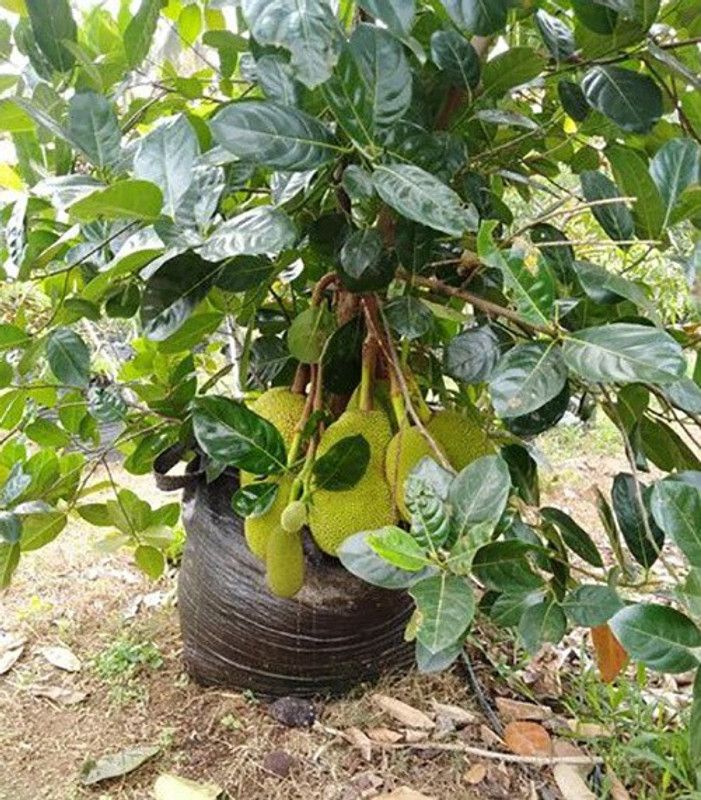 The Entacloo Jackfruit Plant  (Hybrid, Pack of 1)