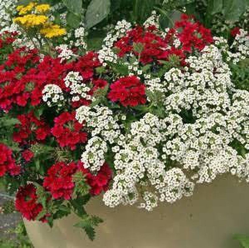 KANAYA Alyssum Hybrid Flower Seeds For Kitchen Gardening Seed  (20 per packet)