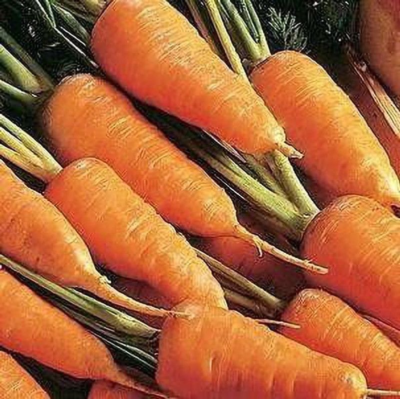 MKR Enterprises Carrot Seed  (250 per packet)