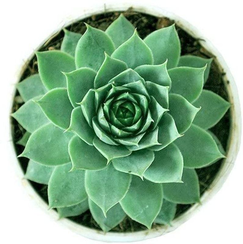 NATURE WISE YOU Laxmi Kamal Plant  (Hybrid, Pack of 1)