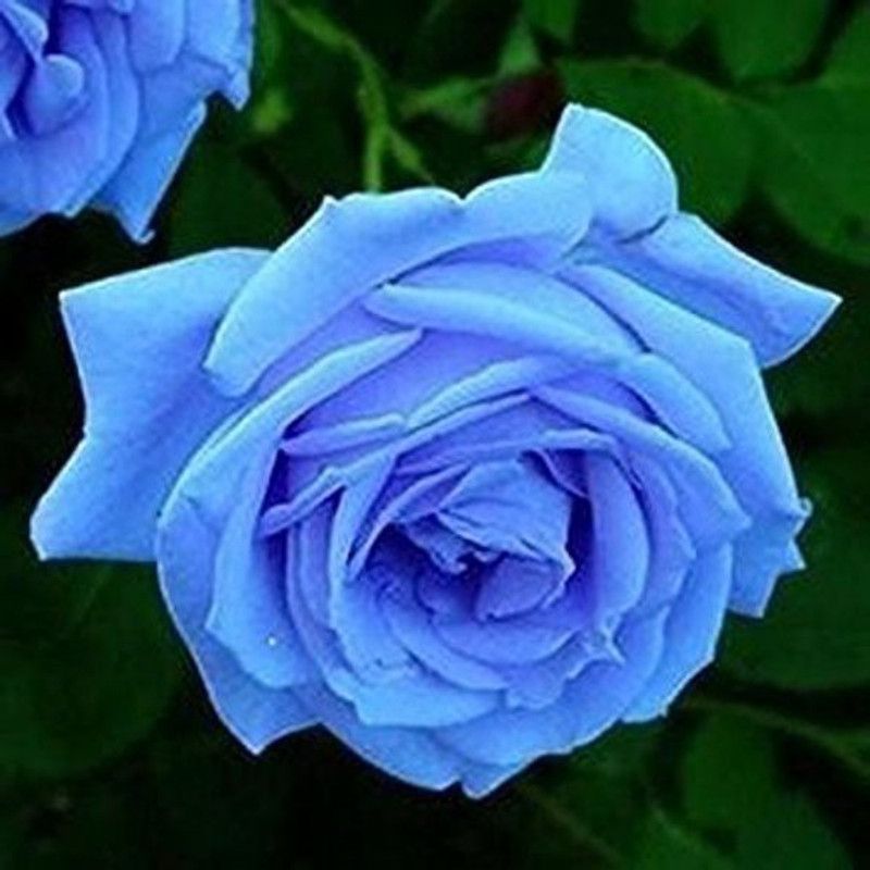 ROSEMERC BEAUTIFULL ROSE BLUE (100 per pocket) Seed  (100 per packet)