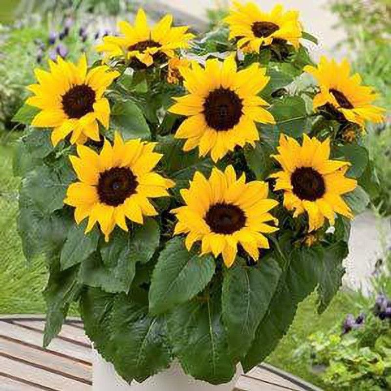 KANAYA Sunflower Flower Seeds For Home Gardening Seed  (105 per packet)