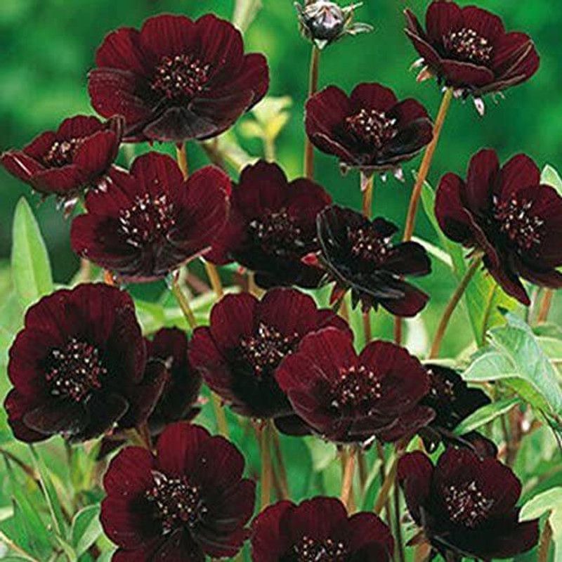 CYBEXIS Cosmos Rich Scent Like Chocolate, Diy Home Garden Flower Seed  (1 g)